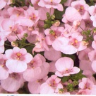 Diascia light pink